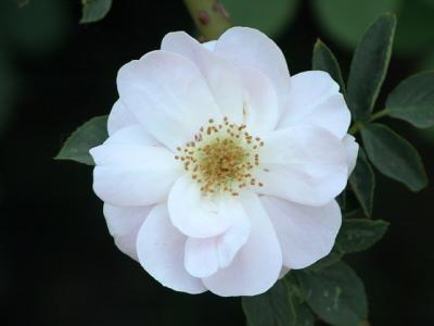 Wild Rose