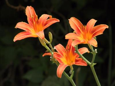 Daylilies