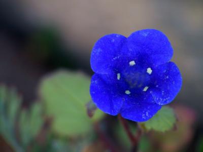 Colorado Wildflower