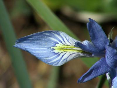 Wild Iris Leaf