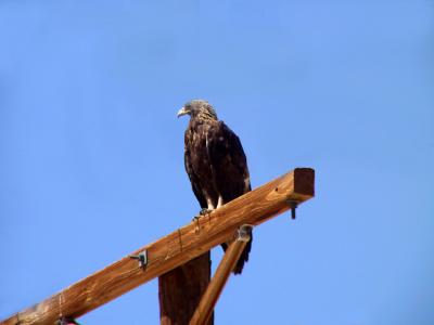 Golden Eagle-Navajo Nation