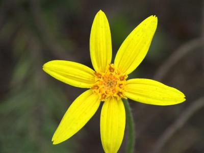 Colorado Wildflower