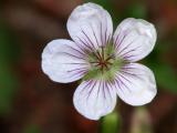 Colorado Wildflower