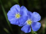 Colorado Wildflower