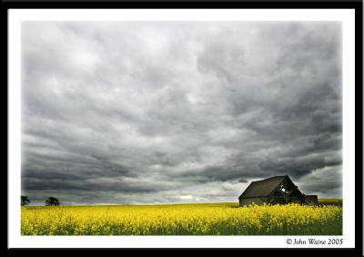 Rapeseed (Canola) field