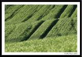 20050421 Green Wheat Field
