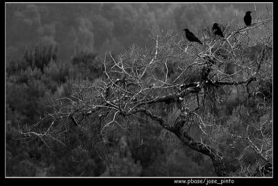 DSC_1715010105TheRaven.jpg