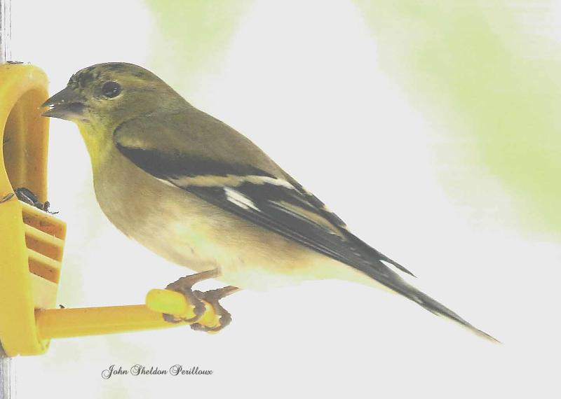 American Goldfinch <I>(Carduelis tristis)</I>