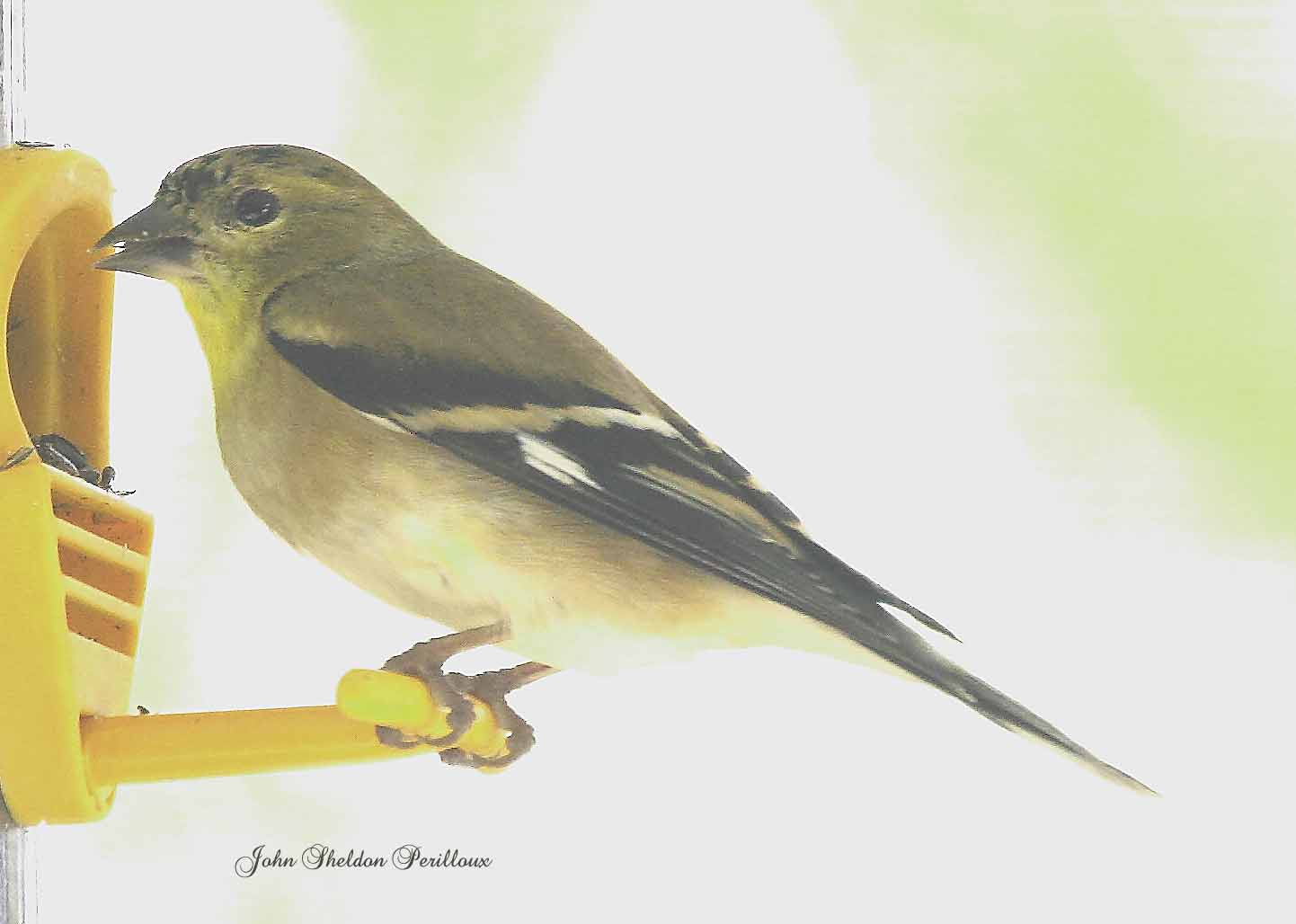 American Goldfinch <I>(Carduelis tristis)</I>