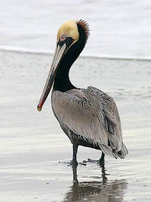 Brown Pelican,  prealternate adult