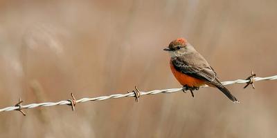 Vermilion Flycatcher, HY (#3 of 3)