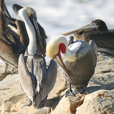 Brown Pelicans: adult alternate (front), juvenile (rear)