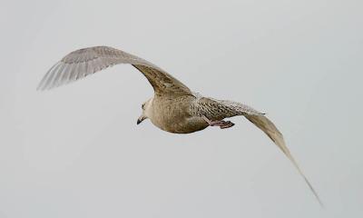 Glaucous Gull, 1st cycle (#5 of 5)