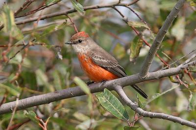 Vermilion Flycatcher, HY (#2 of 3)