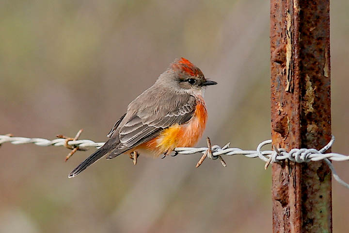 Vermilion Flycatcher, HY (#1 of 3)