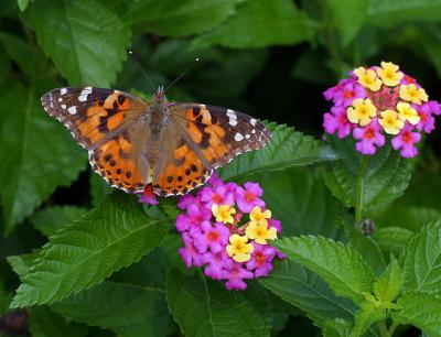 Painted Lady on Lantana