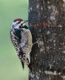 Yellow Bellied Sapsucker