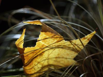 Leaf in Grass