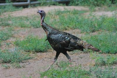 Turkey-Walk