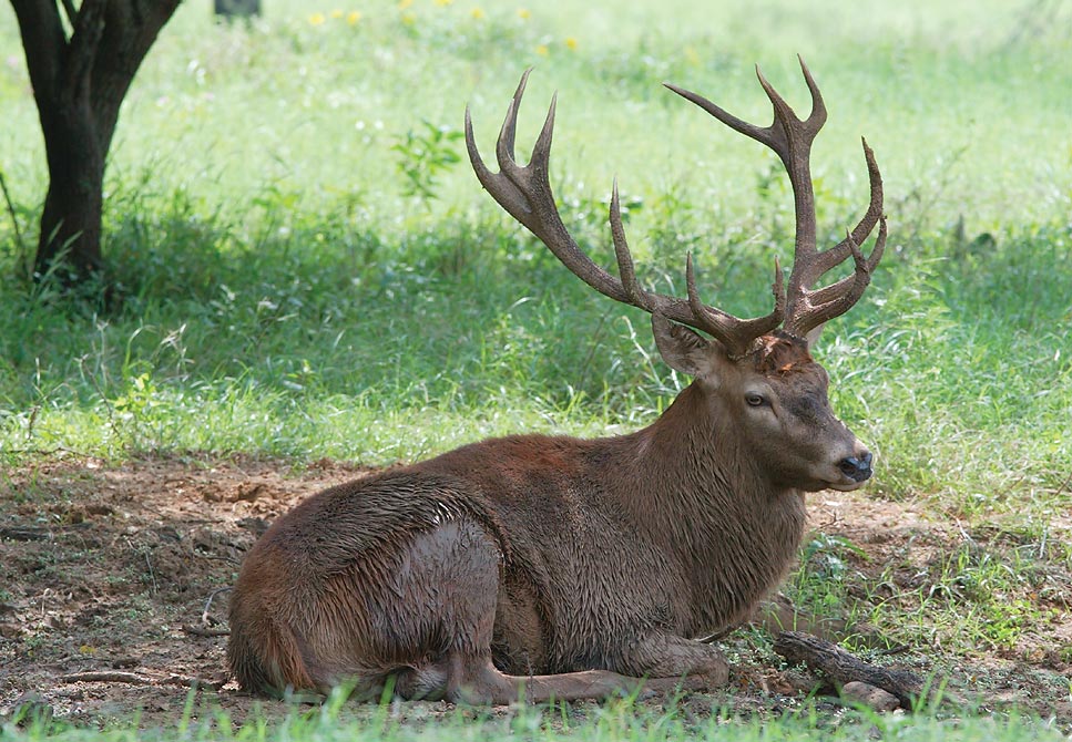 Red-Deer-Buck
