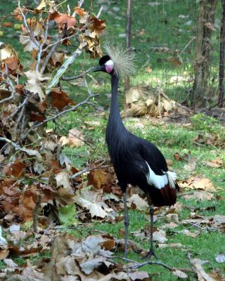 crestedcrane2.jpg