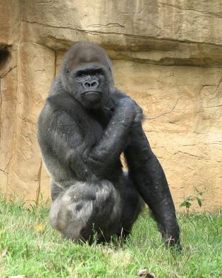 gorilla2.jpg