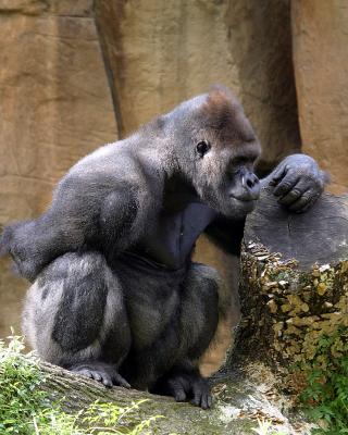 gorilla4.jpg
