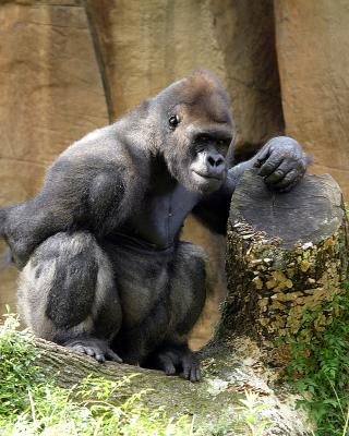 gorilla5.jpg
