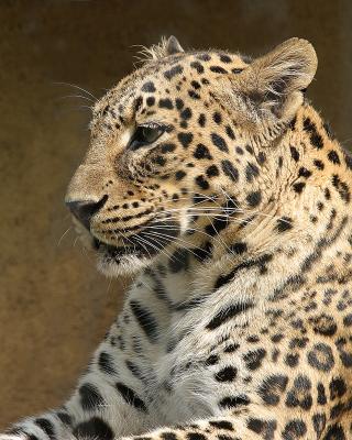 leopard.jpg