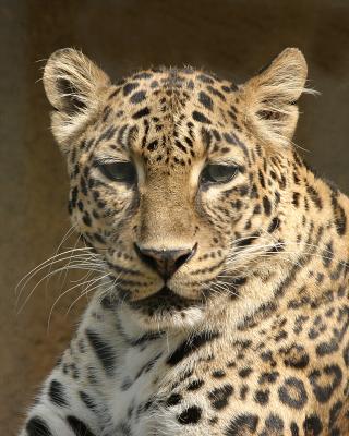leopardfront.jpg