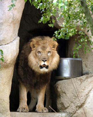 lionfront.jpg