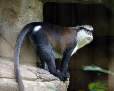 monamonkey.jpg