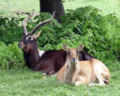 nicepairdeer.jpg