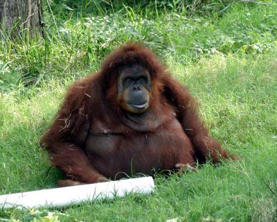 orang1.jpg