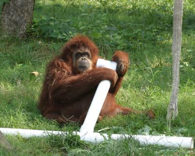 orang3.jpg
