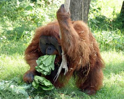 orangutan.jpg
