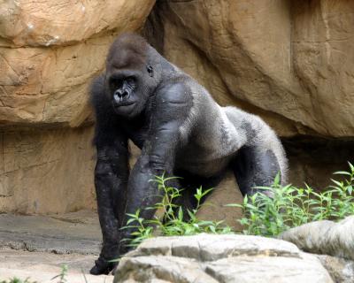 silverback.jpg