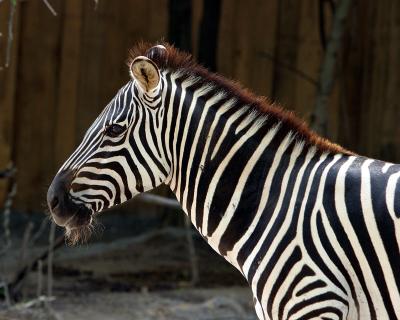 zebrahead.jpg