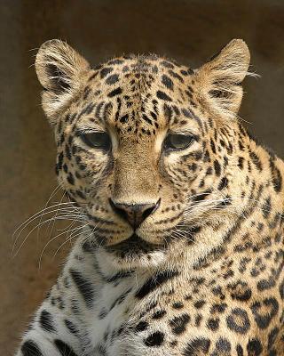 leopardfront Flex1.jpg