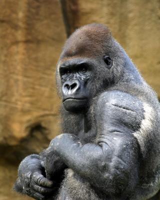 gorillacloseup.jpg