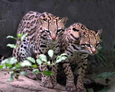 ocelot2.jpg