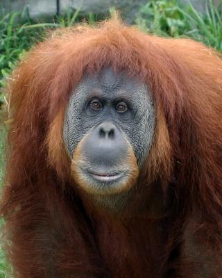 orangfredcspro1small.jpg