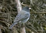 Dark-eyed Cassiars Junco