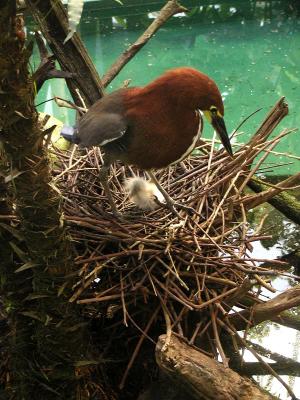 Momma Rufescent Heron & Little Baby