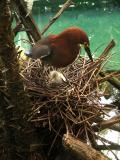 Momma Rufescent Heron & Little Baby