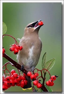 Cedar Waxwing