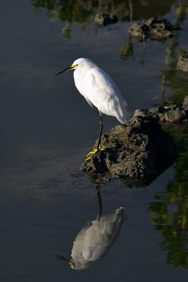 snowy egret  and reflection