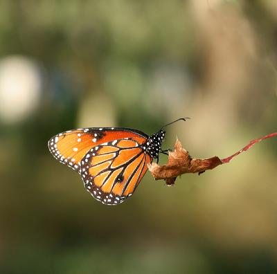 queen butterfly on leaf