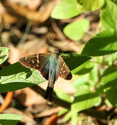 long tailed skipper. tail in shadow