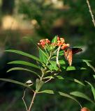 queen butterfly on butterfly weed